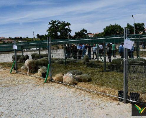 matilhas 2019 126 matilhas 2019 126