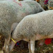 matilhas 2019 127 matilhas 2019 127