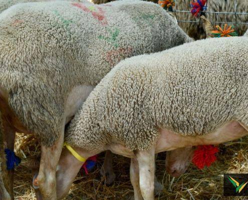 matilhas 2019 127 matilhas 2019 127