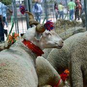 matilhas 2019 129 matilhas 2019 129