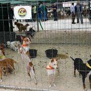 matilhas 2019 13 matilhas 2019 13