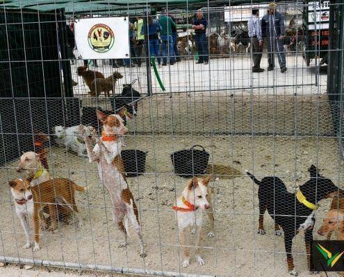 matilhas 2019 13 matilhas 2019 13