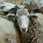 matilhas 2019 130 matilhas 2019 130