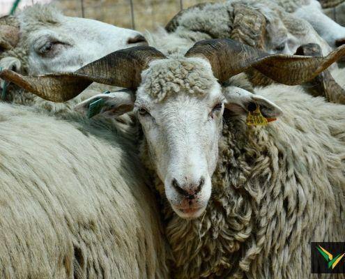 matilhas 2019 130 matilhas 2019 130