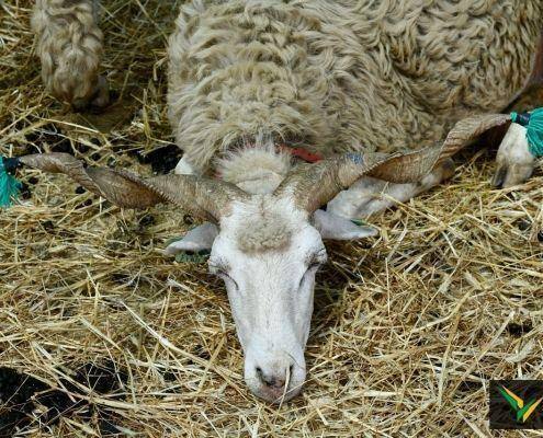 matilhas 2019 131 matilhas 2019 131