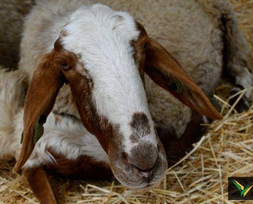 matilhas 2019 132 matilhas 2019 132