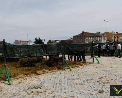 matilhas 2019 133 matilhas 2019 133