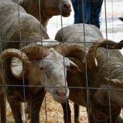 matilhas 2019 134 matilhas 2019 134