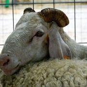 matilhas 2019 135 matilhas 2019 135