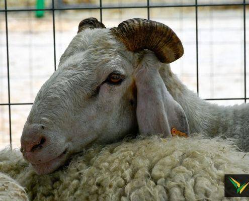 matilhas 2019 135 matilhas 2019 135