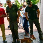 matilhas 2019 136 matilhas 2019 136