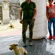 matilhas 2019 137 matilhas 2019 137