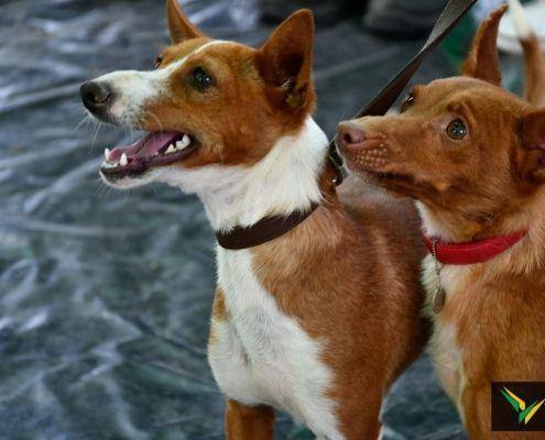 matilhas 2019 140 matilhas 2019 140