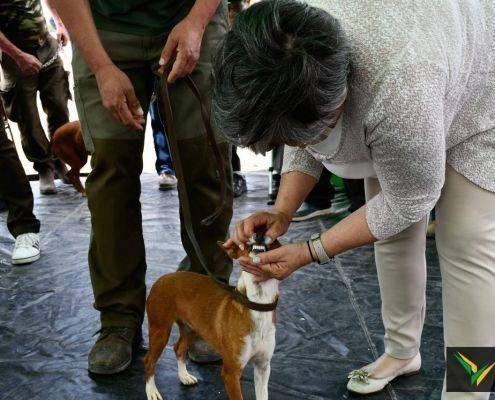 matilhas 2019 141 matilhas 2019 141