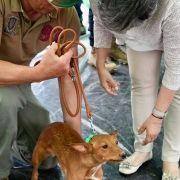 matilhas 2019 142 matilhas 2019 142