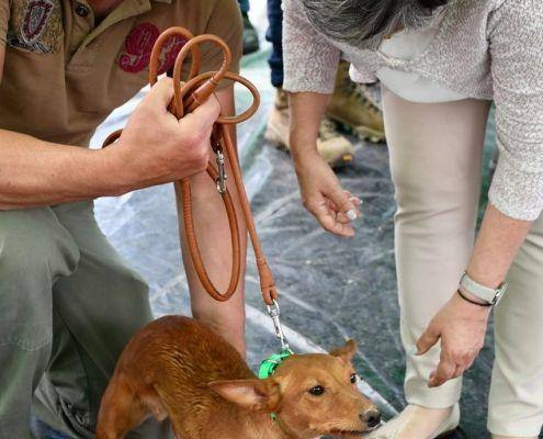 matilhas 2019 142 matilhas 2019 142