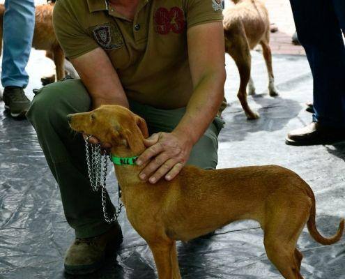 matilhas 2019 147 matilhas 2019 147