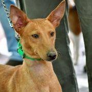 matilhas 2019 148 matilhas 2019 148