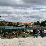 matilhas 2019 15 matilhas 2019 15