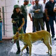 matilhas 2019 152 matilhas 2019 152