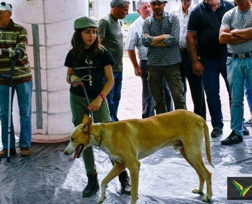 matilhas 2019 152 matilhas 2019 152