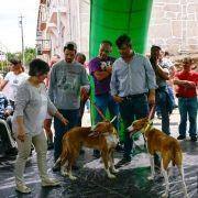 matilhas 2019 153 matilhas 2019 153