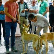 matilhas 2019 155 matilhas 2019 155