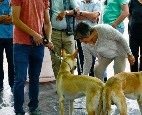 matilhas 2019 155 matilhas 2019 155