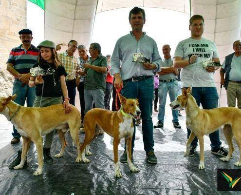 matilhas 2019 156 matilhas 2019 156