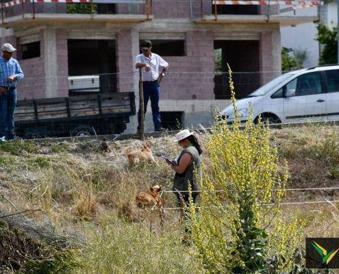 matilhas 2019 158 matilhas 2019 158