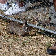 matilhas 2019 159 matilhas 2019 159