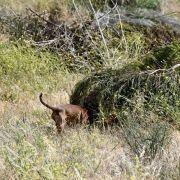 matilhas 2019 162 matilhas 2019 162