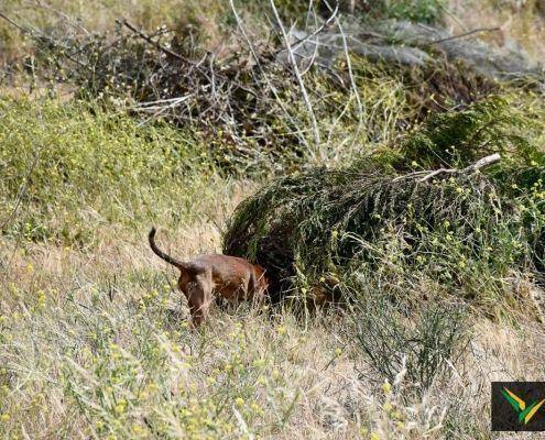 matilhas 2019 162 matilhas 2019 162