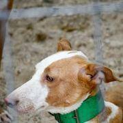 matilhas 2019 18 matilhas 2019 18