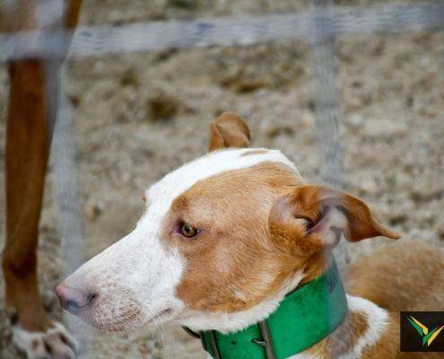 matilhas 2019 18 matilhas 2019 18