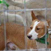 matilhas 2019 19 matilhas 2019 19