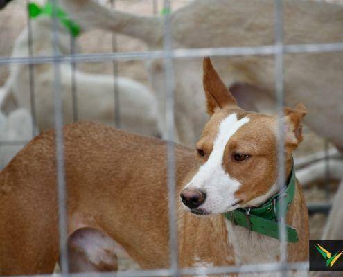 matilhas 2019 19 matilhas 2019 19