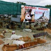 matilhas 2019 2 matilhas 2019 2