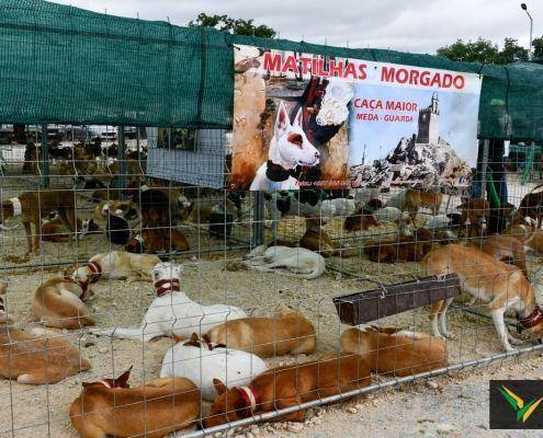 matilhas 2019 2 matilhas 2019 2