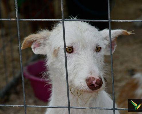 matilhas 2019 20 matilhas 2019 20