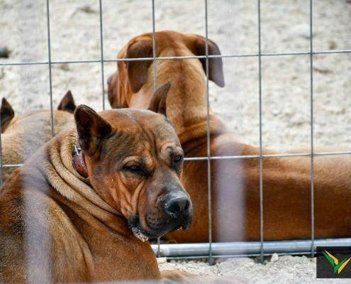 matilhas 2019 21 matilhas 2019 21