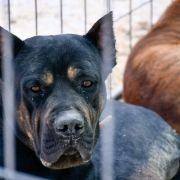 matilhas 2019 22 matilhas 2019 22