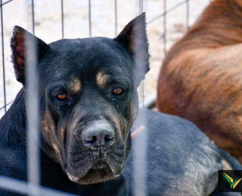 matilhas 2019 22 matilhas 2019 22