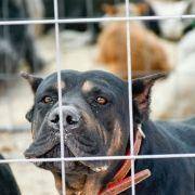 matilhas 2019 23 matilhas 2019 23