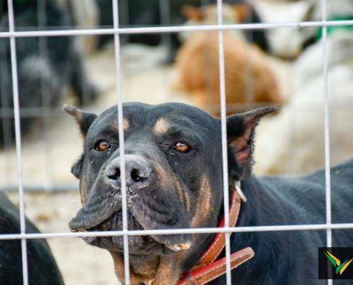 matilhas 2019 23 matilhas 2019 23