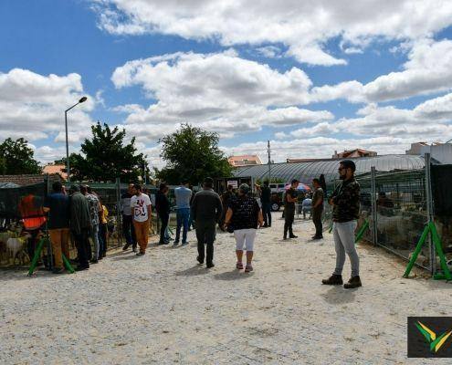 matilhas 2019 24 matilhas 2019 24