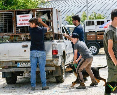 matilhas 2019 25 matilhas 2019 25