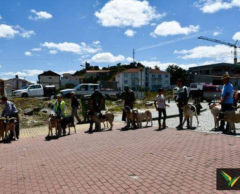 matilhas 2019 28 matilhas 2019 28