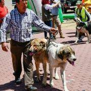 matilhas 2019 29 matilhas 2019 29