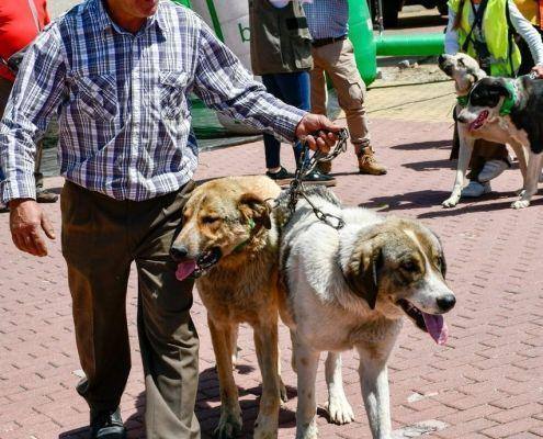 matilhas 2019 29 matilhas 2019 29